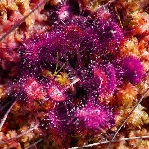 Drosera Intermedia (Temperate, Czech Republic) Carnivorous Houseplant Seeds