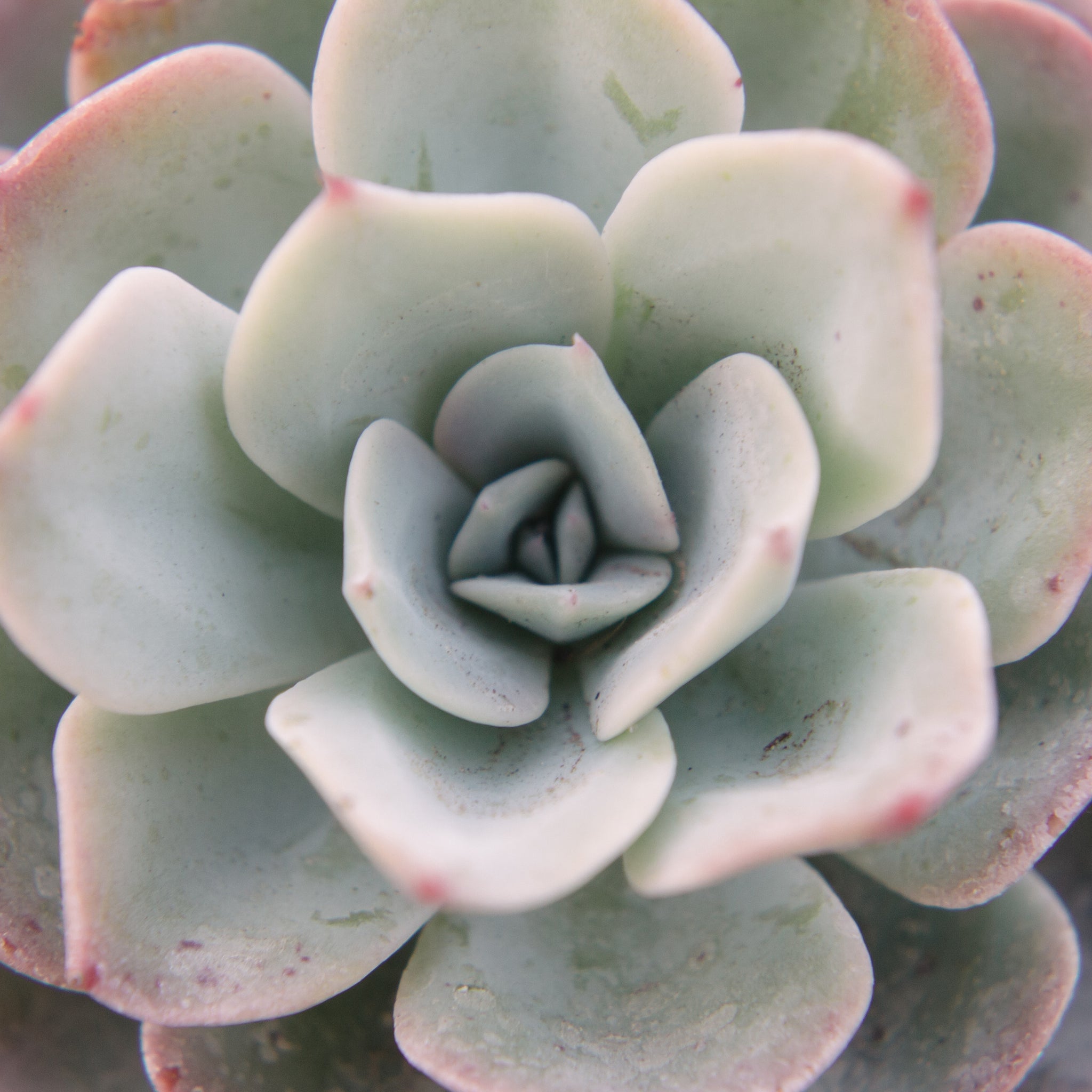 cante succulent Echeveria Cante Houseplant Seeds – Easy Grow Seeds