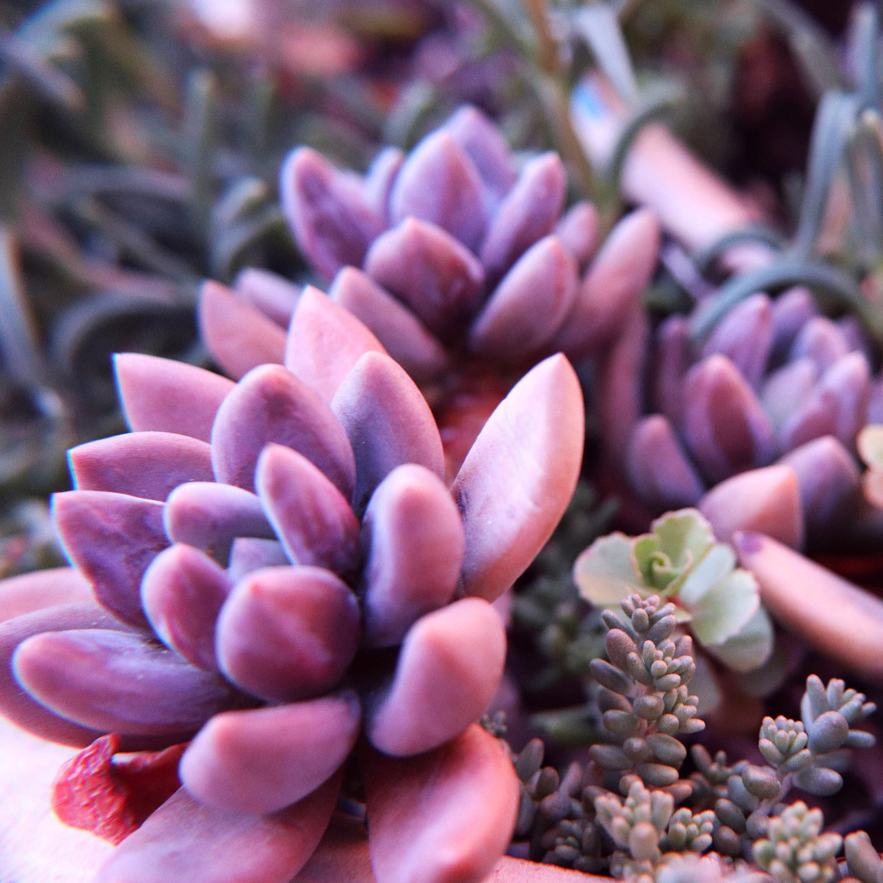 echeveria succulent seeds Echeveria Cante Mixed Houseplant Seeds – Easy Grow Seeds
