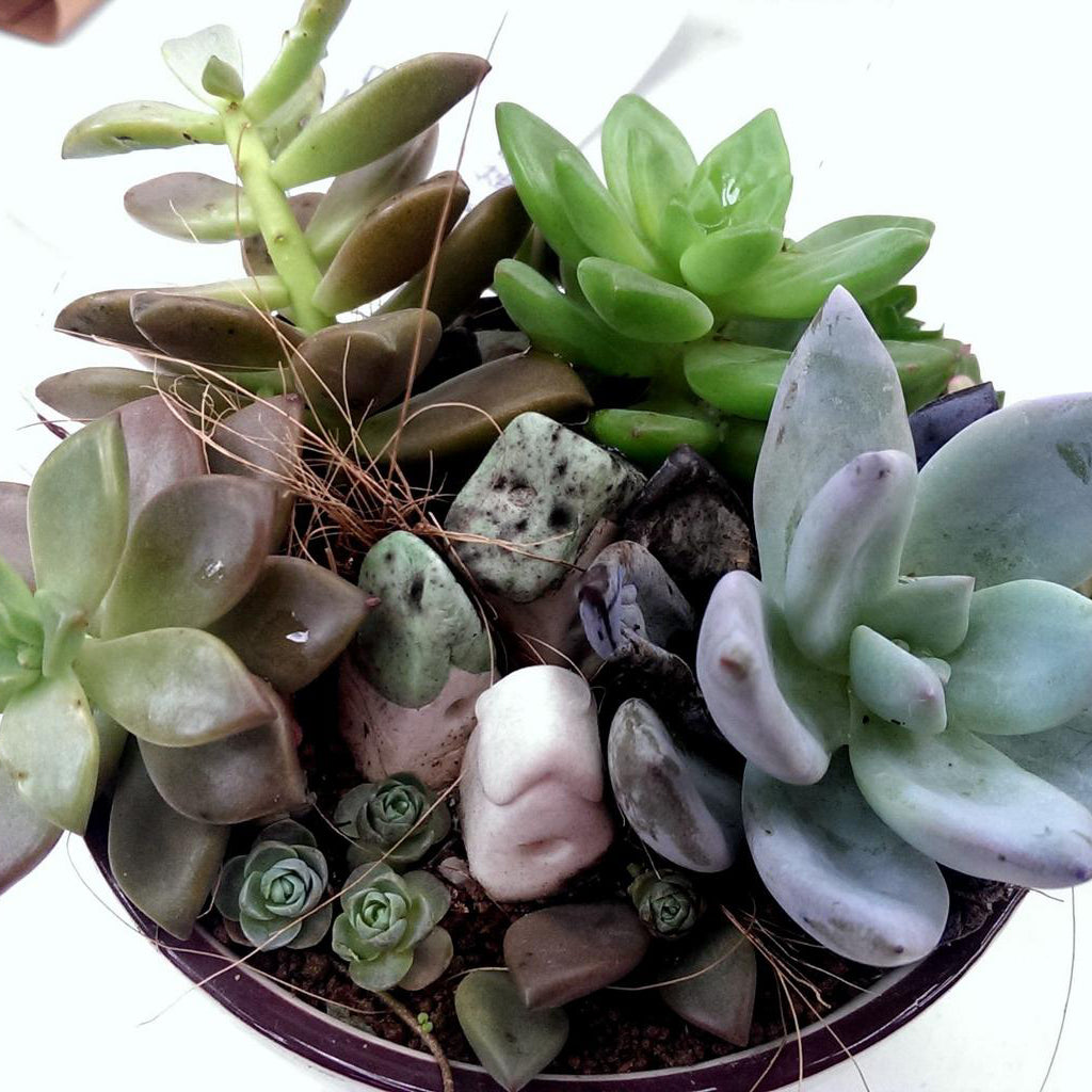 planting echeveria seeds Echeveria Cante Mixed Houseplant Seeds – Easy Grow Seeds