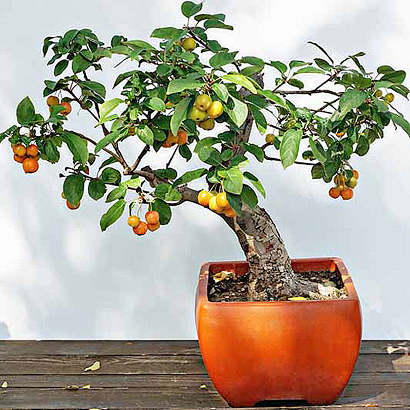 Japanese Plum Tree Bonsai Houseplant Seeds – Easy Grow Seeds