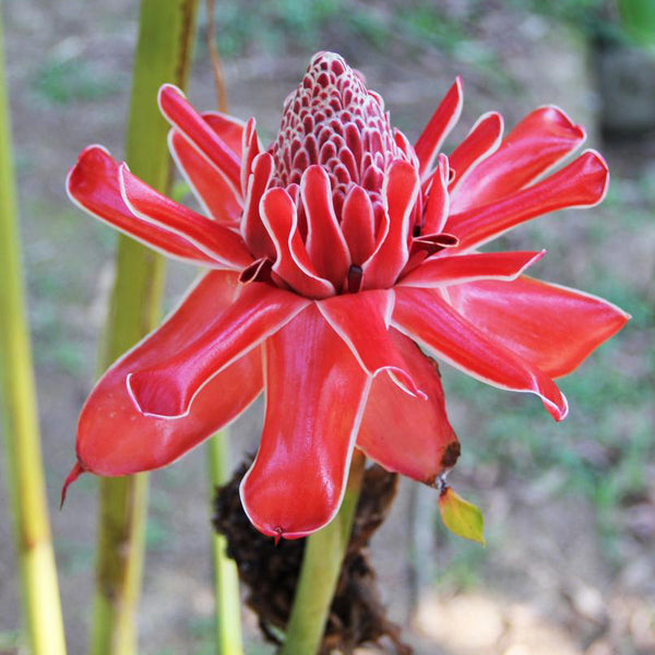 Pink Torch Ginger Houseplant Seeds