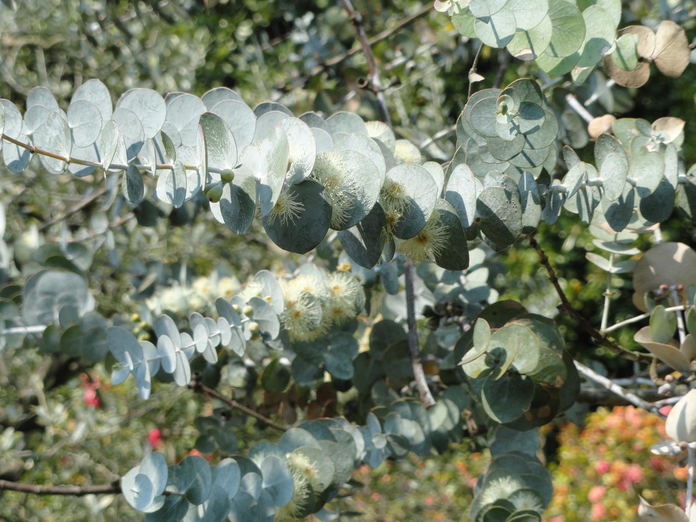 Eucalyptus Pulverulenta Houseplant Seeds