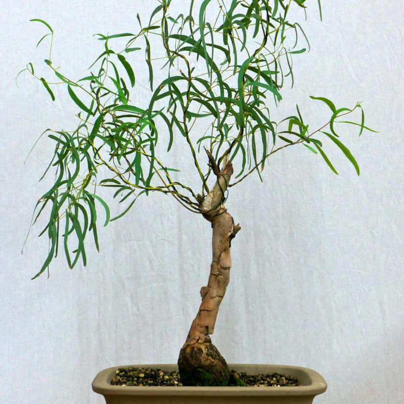 Eucalyptus Moorei Nana Houseplant Seeds