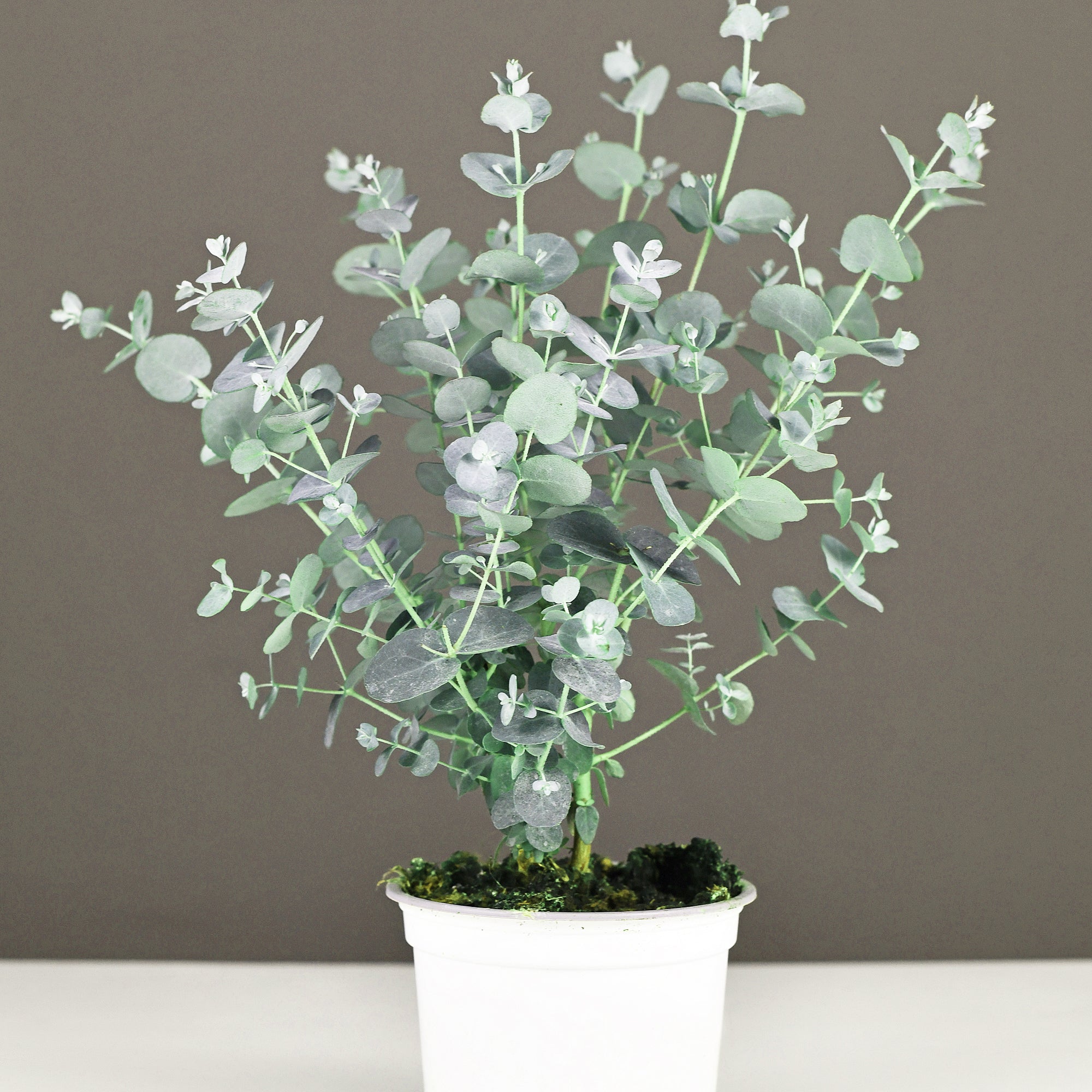 eucalyptus seeds for planting Baby Eucalyptus Houseplant Seeds – Easy Grow Seeds