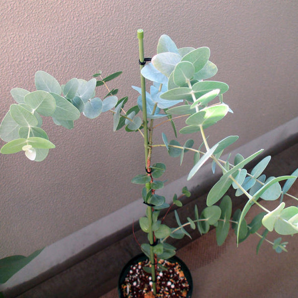 Blue Mallee Eucalyptus Houseplant Seeds