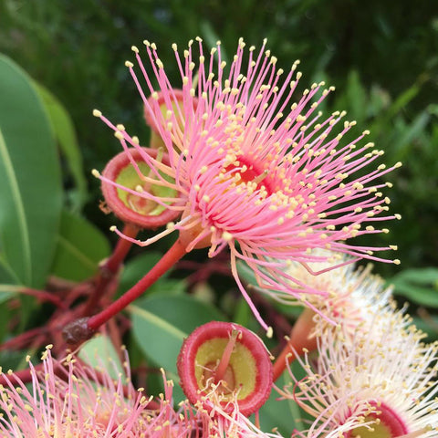 Red Eucalyptus Houseplant Seeds