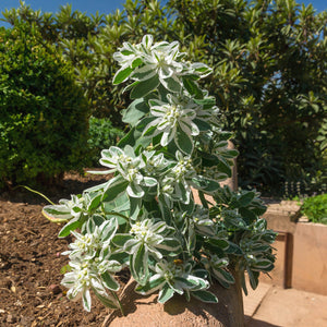 Snow Top Euphorbia Marginata Flower Seeds