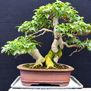 Common Fig Bonsai Houseplant Seeds