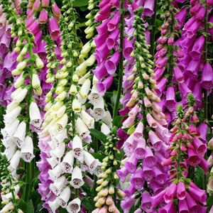 Foxglove Foxy Mixed Flower Seeds