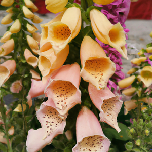 peach flower seeds Foxglove Dalmatian Peach Flower Seeds