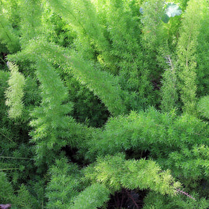 Foxtail Fern Houseplant Seeds