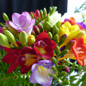 Freesia Royal Crown Mixed Flower Seeds