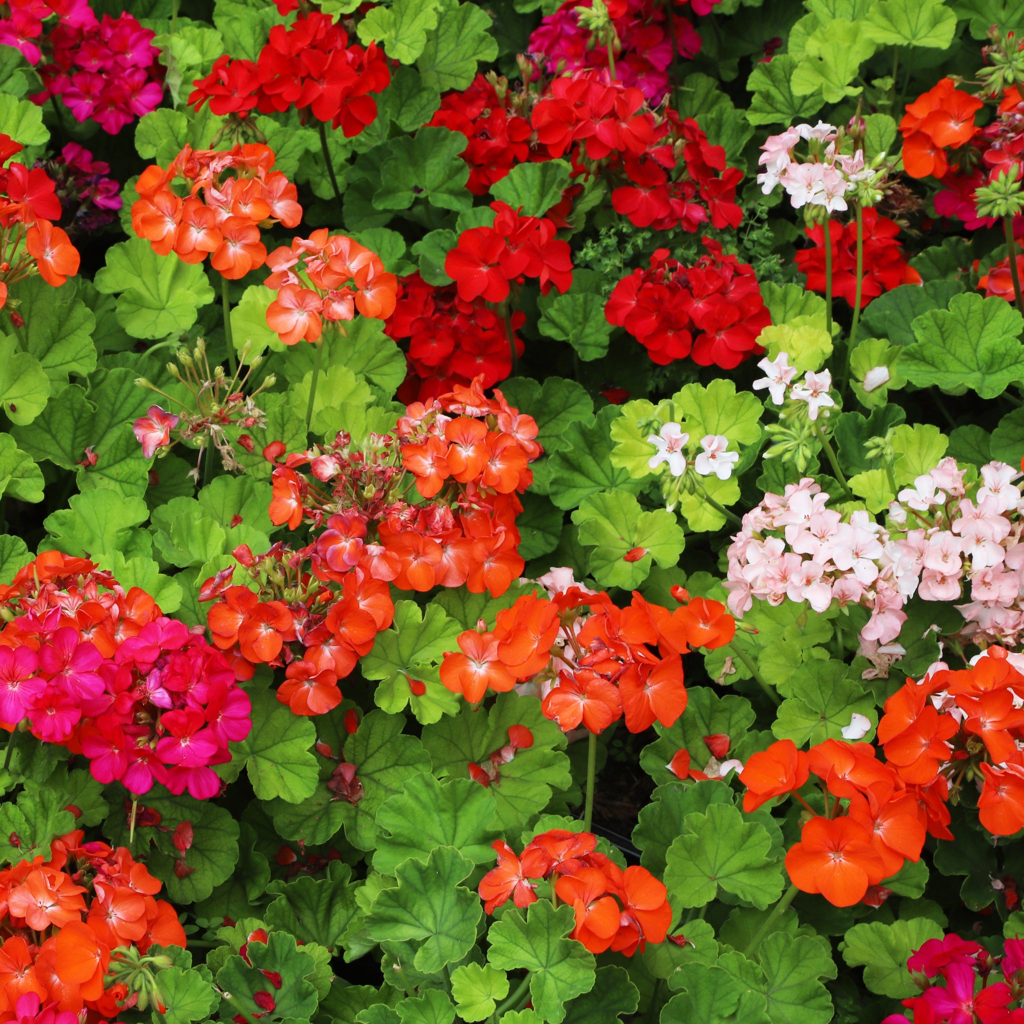 red geranium seeds Geranium Cabaret Mixed Flower Seeds – Easy Grow Seeds