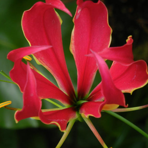 Glory Lily Houseplant Seeds