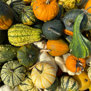 Small Fruited Gourd Seeds