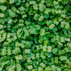 Green Calabrese Broccoli Microgreen Seeds
