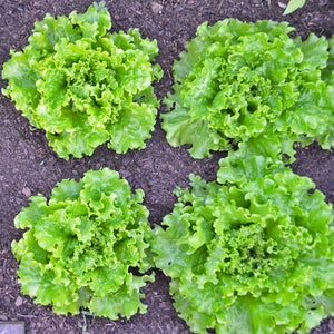 Green Salad Bowl Seeds