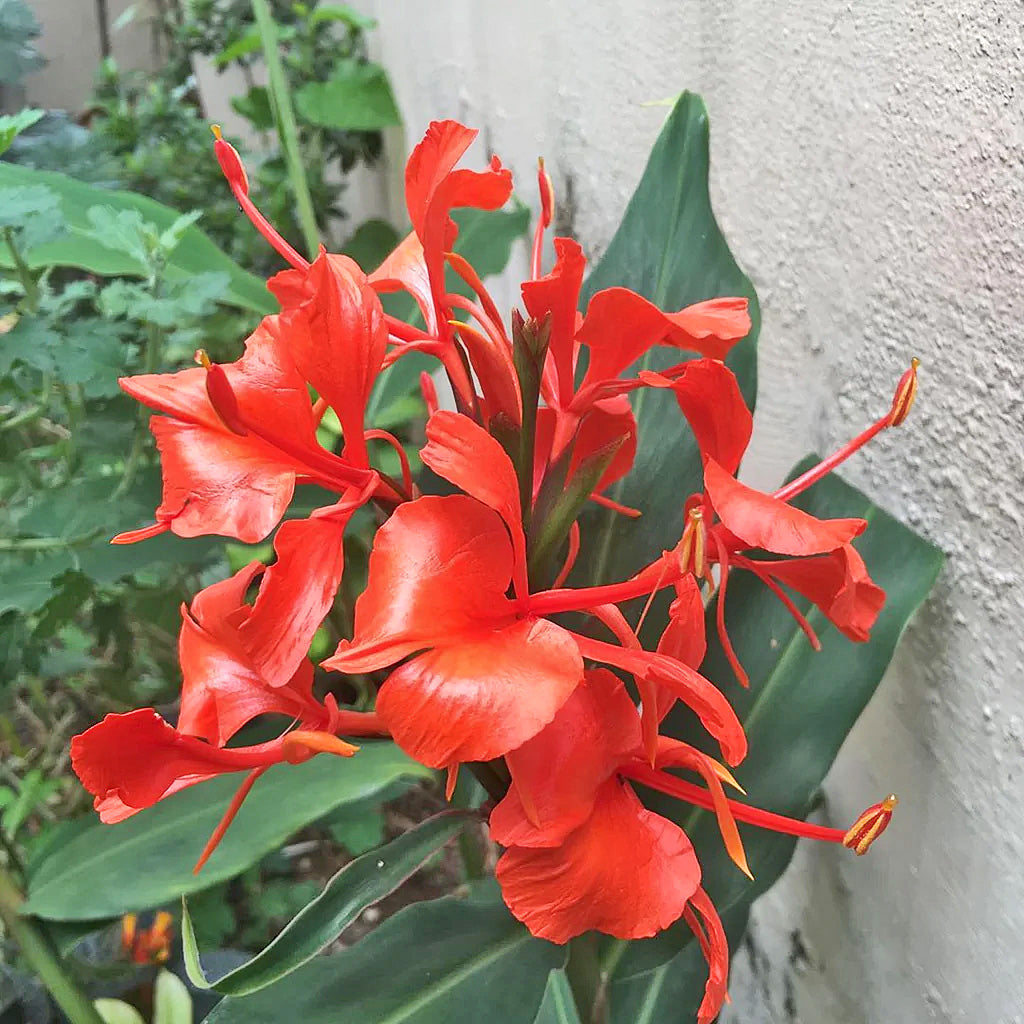 Red Butterfly Ginger Lily Houseplant Seeds Easy Grow Seeds