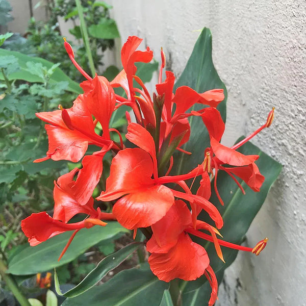 Red Butterfly Ginger Lily Houseplant Seeds