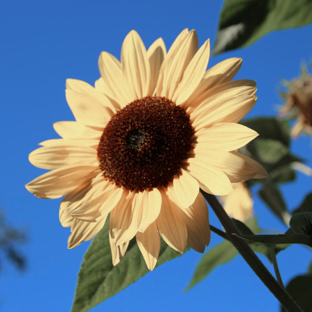Buttercream Sunflower Helianthus Seeds