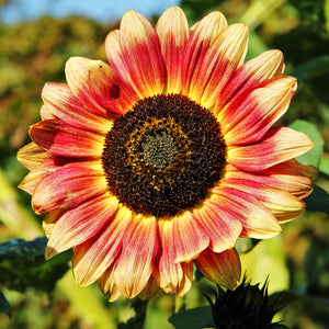 Ms Mars Sunflower Helianthus Seeds