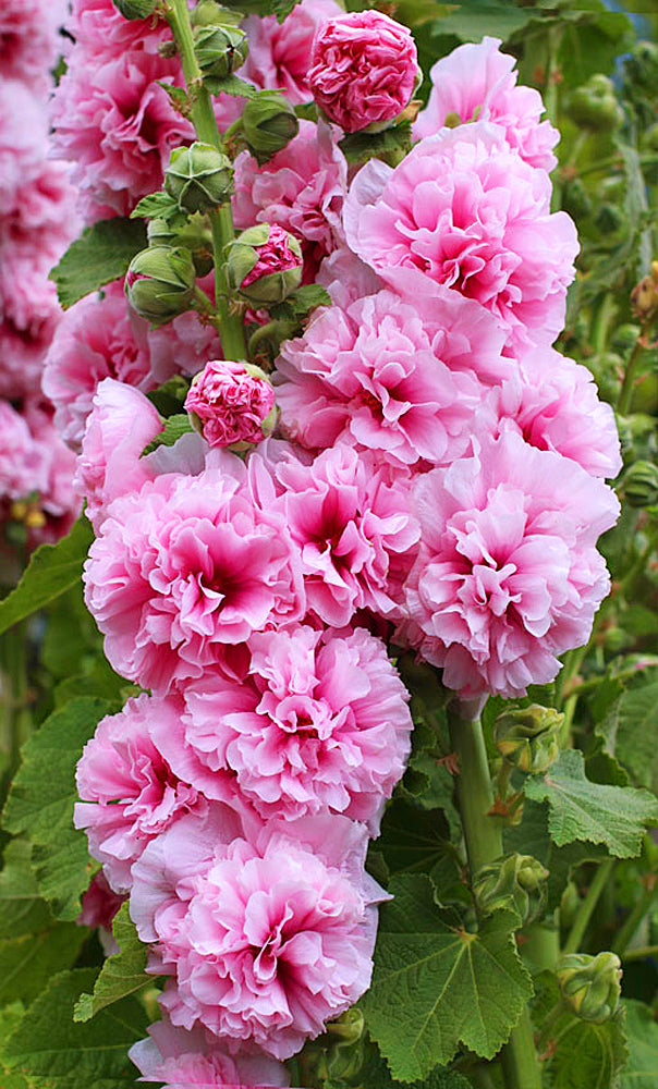 Hollyhocks Chaters Double Rose Pink Flower Seeds