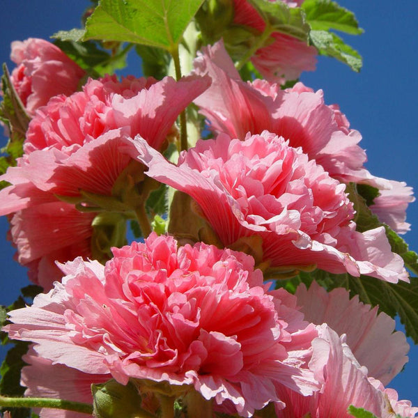 Hollyhocks Chaters Double Rose Pink Flower Seeds