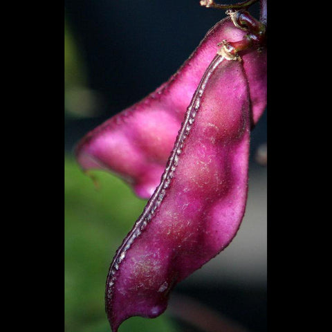 Hyacinth Bean Dolichos Lablab Vegetable Seeds