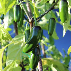 jalapeno seeds to plant Jalapeno M Hot Pepper Vegetable Seeds – Easy Grow Seeds
