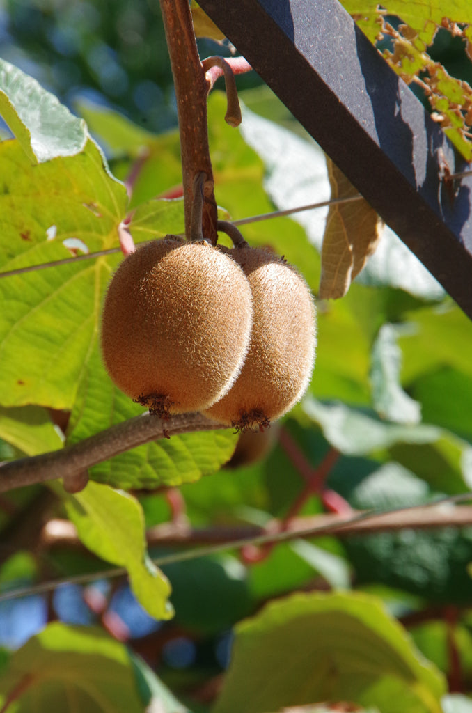 kiwi fruit plant seeds Kiwi 'Actinidia Deliciosa' Bonsai Houseplant Seeds – Easy Grow Seeds