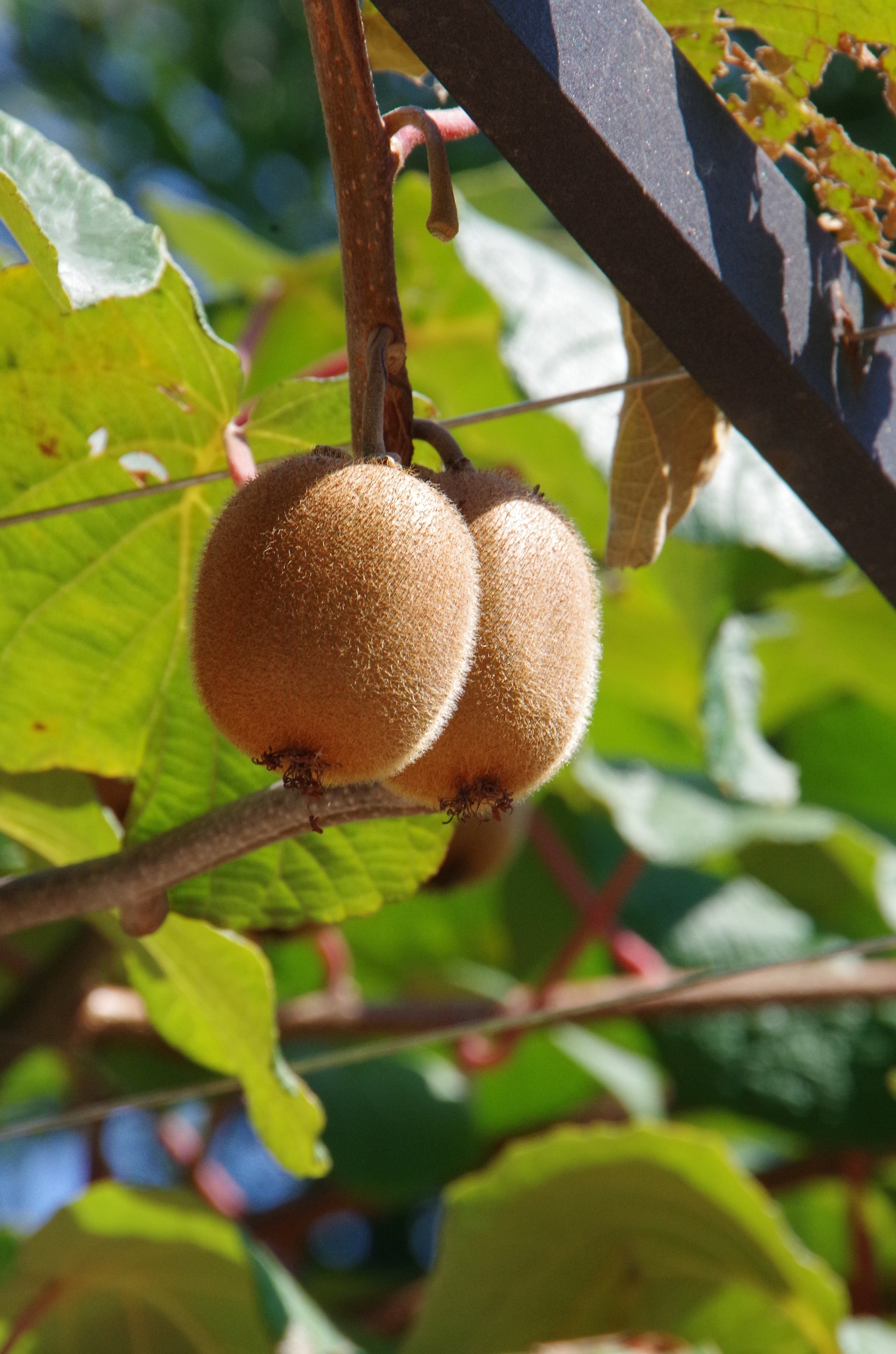 kiwi bonsai tree Kiwi 'Actinidia Deliciosa' Bonsai Houseplant Seeds – Easy Grow Seeds
