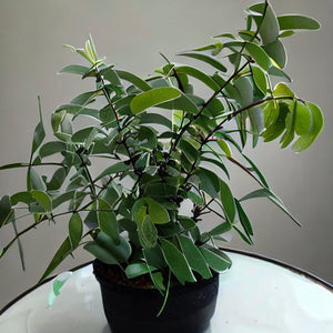 Lemon Eucalyptus Houseplant Seeds