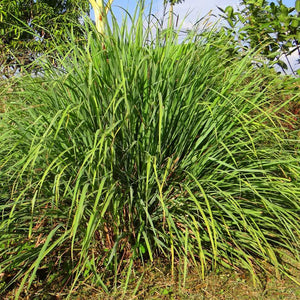 Lemon Grass Seeds