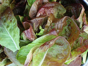 Marvel of Four Seasons Lettuce Seeds