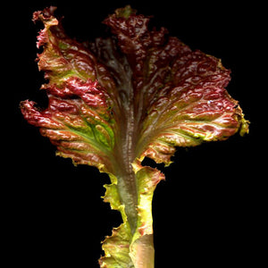 Simphony Lettuce Seeds