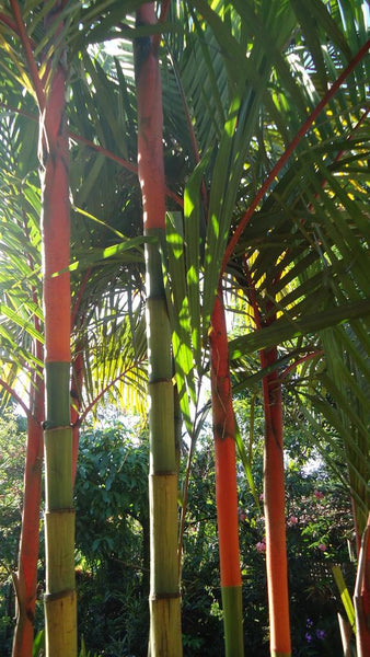 Lipstick Palm Houseplant Seeds