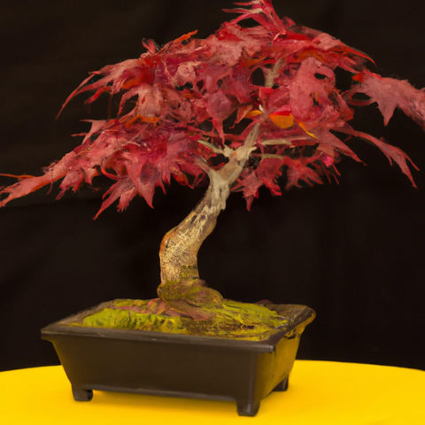 Bonsai Sweetgum Liquidambar Tree Houseplant Seeds