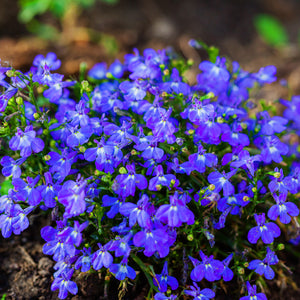 Lobelia Regatta Marine Blue Flower Seeds