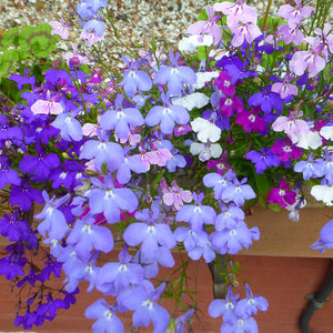 Lobelia String Of Pearls Mixed Flower Seeds