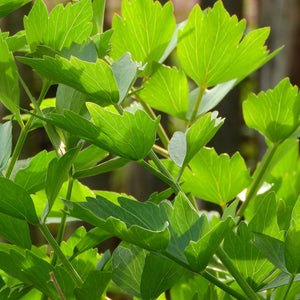 Lovage Herb Seeds