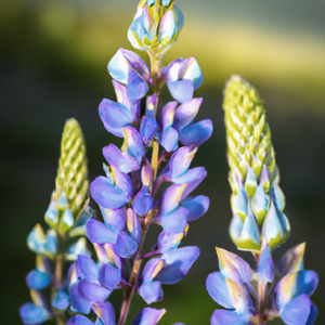 Lupin Sunrise Flower Seeds