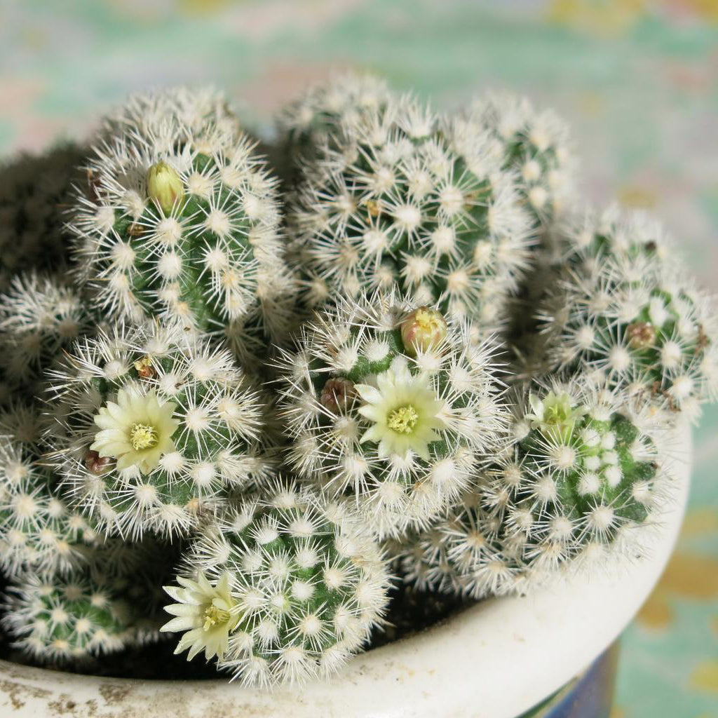 flowering cactus house plant Mammillaria Mixed Cactus Houseplant Seeds – Easy Grow Seeds