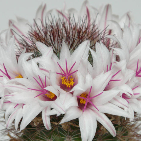 Mammillaria Mixed Cactus Houseplant Seeds