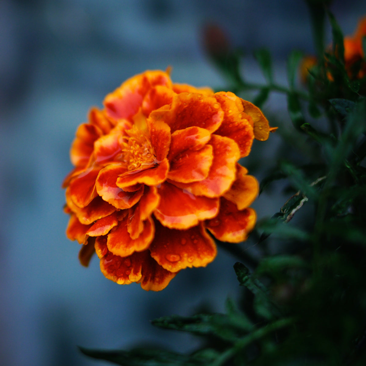 Marigold Safari Scarlet Flower Seeds – Easy Grow Seeds