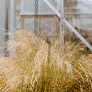 Mexican Feathergrass Tenuissima 'Ponytails' Ornamental Grass Seeds