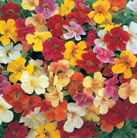 Mimulus Monkey Flowers F1 Magic White Flame Mixed Flower Seeds