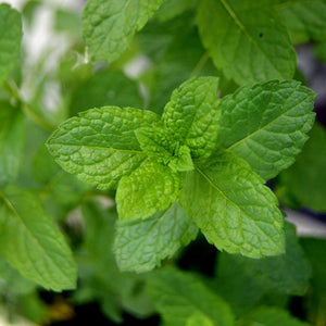 Mint (Spearmint) Seeds