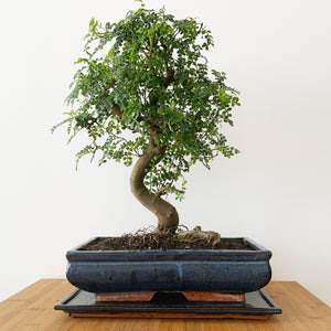 Moringa Leaf Bonsai Houseplant Seeds