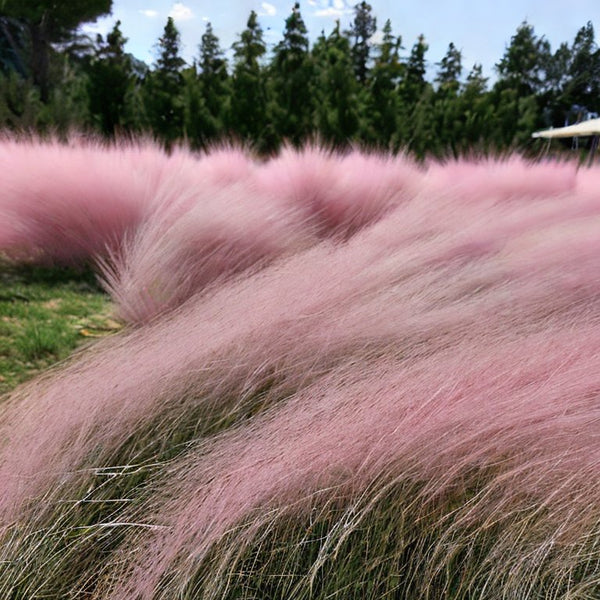Pink Muhly Cotton Candy Houseplant Seeds